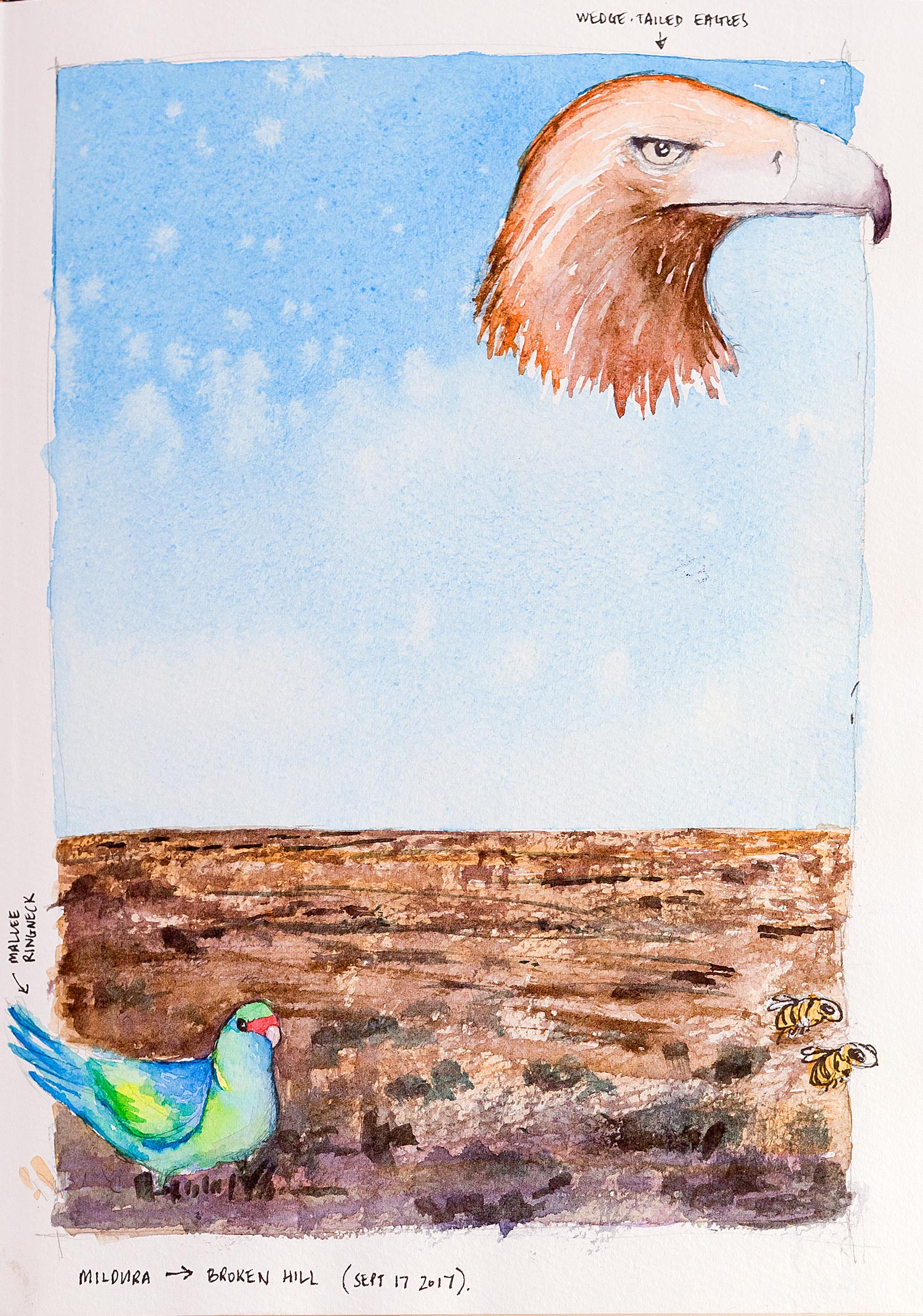 A sketch of the Australian desert with birds