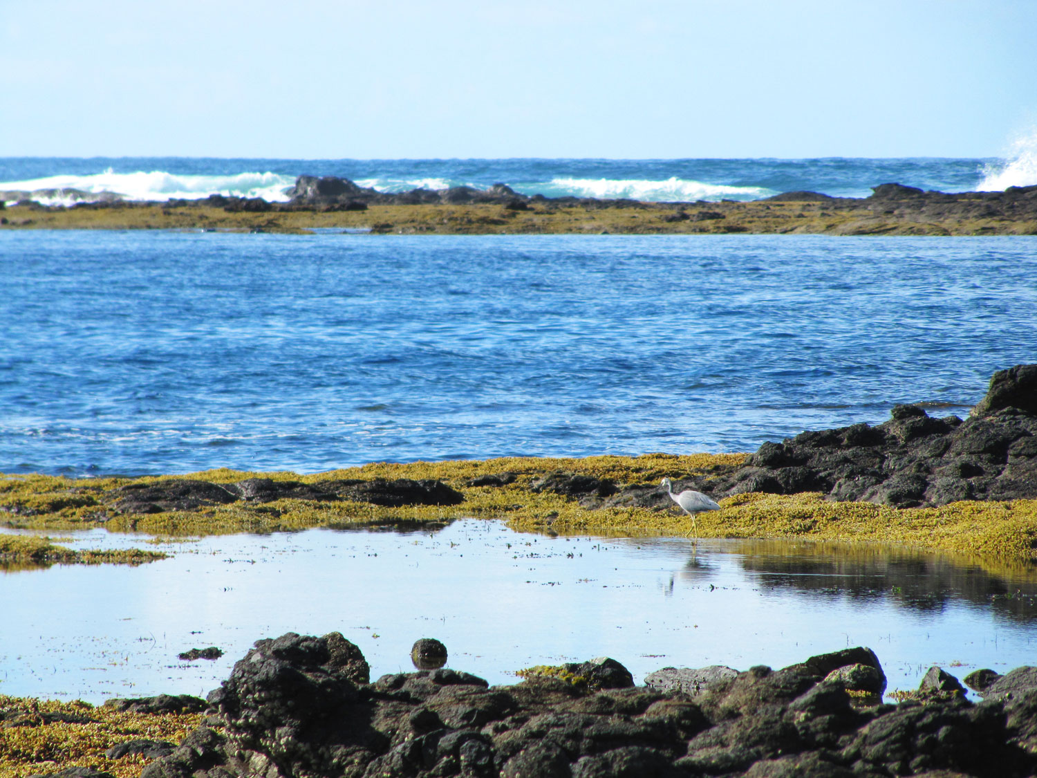 A heron fishes for food in a still, mirror-like rockpool