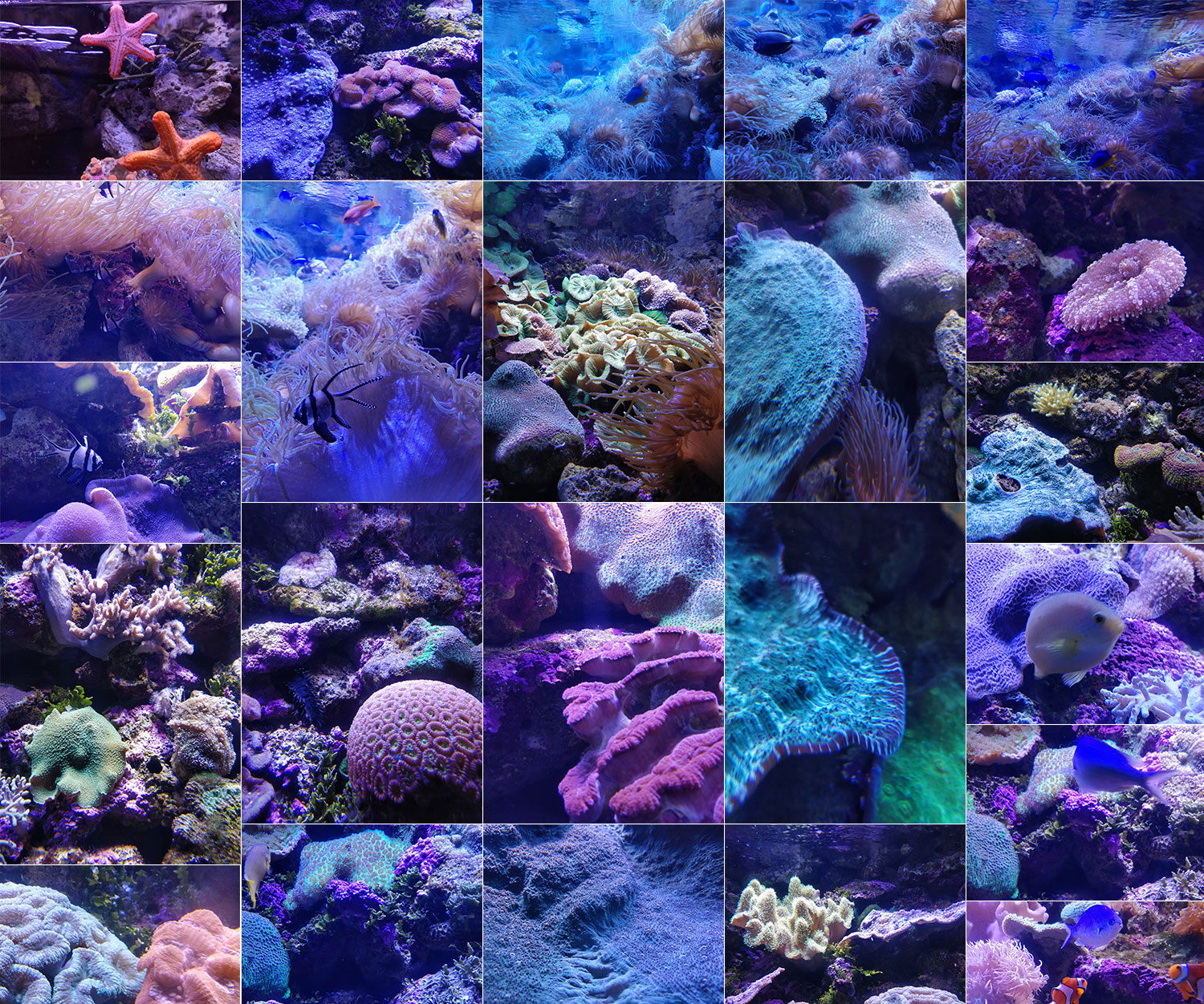 A collage of images showing pinks, purples and greens of underwater aquariums