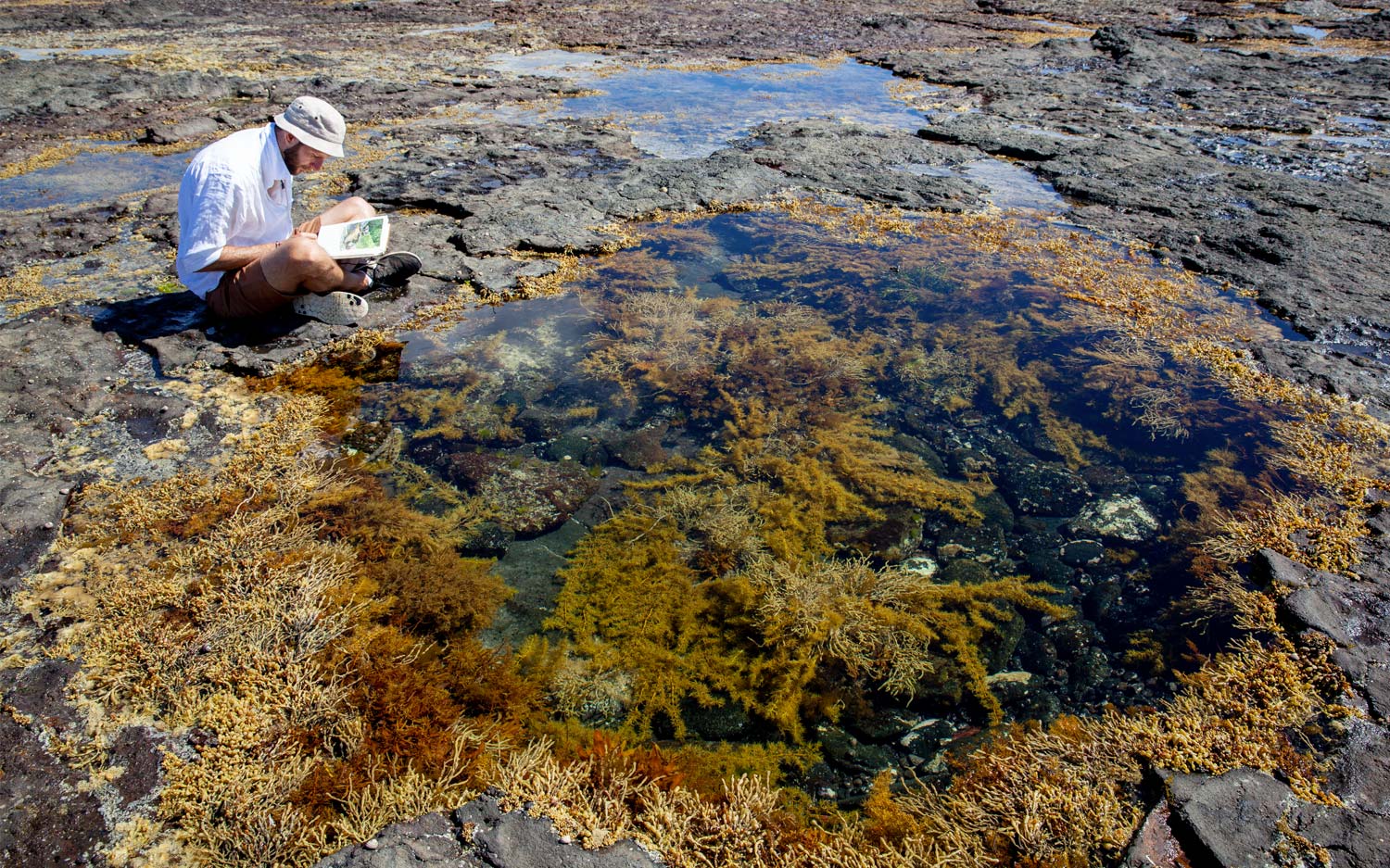 Matt perches on a rockpool edge trying to capture the details