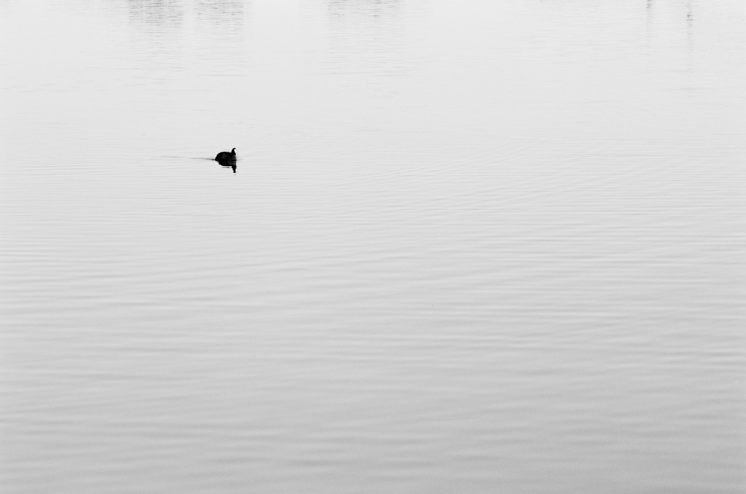 coot at the park