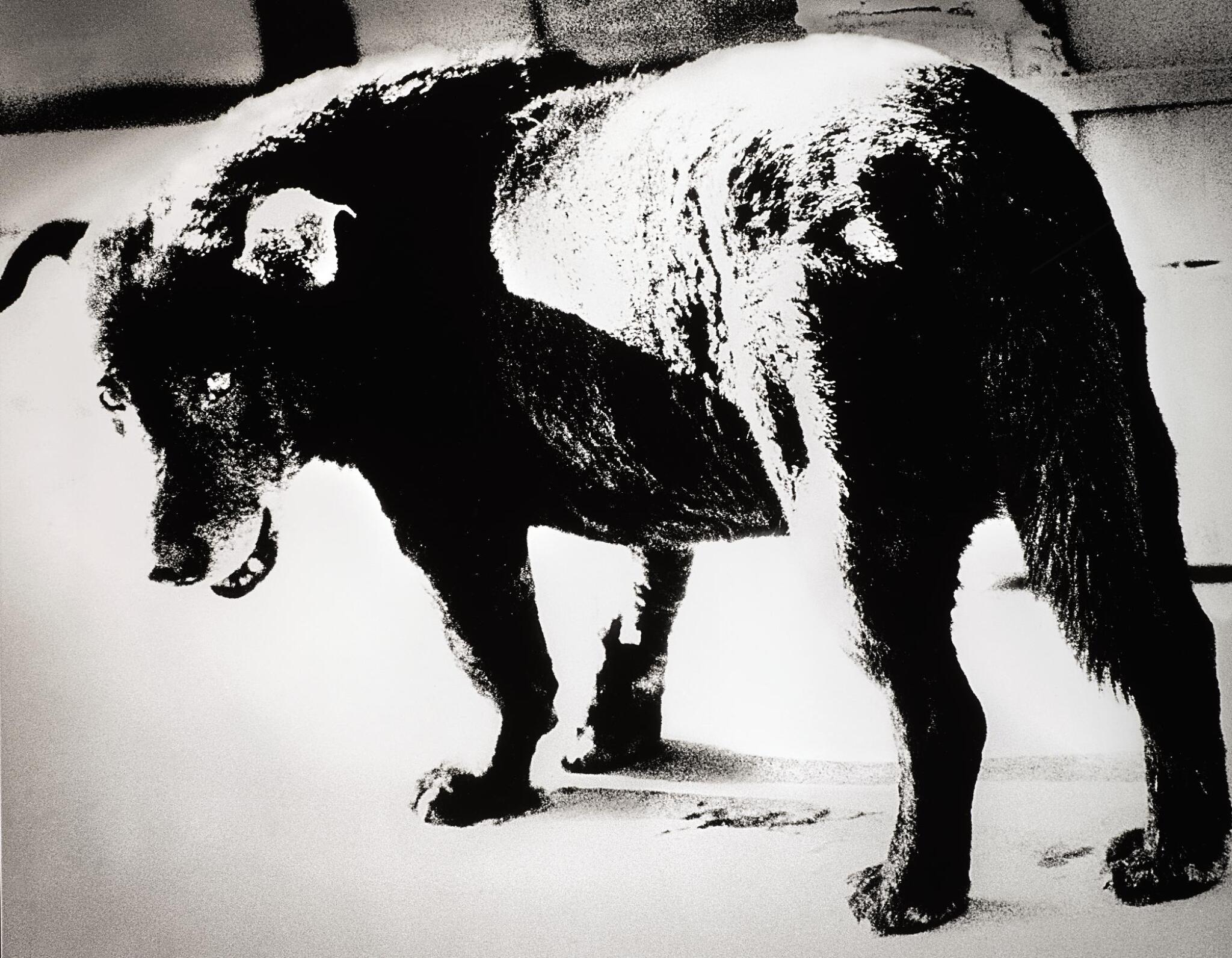 Daido Moriyama Image